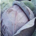 Капуста краснокочанная Модерат F1 /2.500 семян/ *Moravoseed*