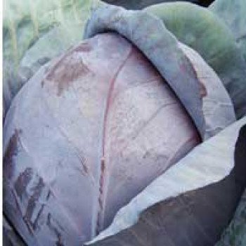 Капуста краснокочанная Модерат F1 /2.500 семян/ *Moravoseed*