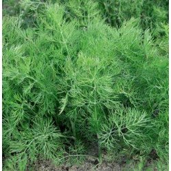 Укроп Оливер /100 г/ *Moravoseed*