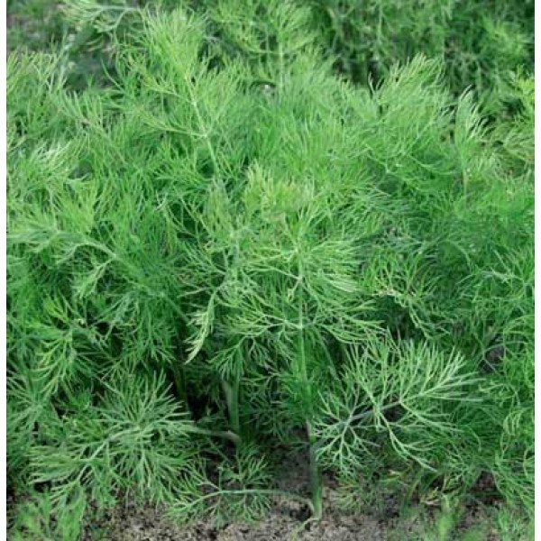 Семена укропа Оливер /100 г/ *Moravoseed*