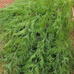 Укроп Мораван (Татран) /100 г/ *Moravoseed*