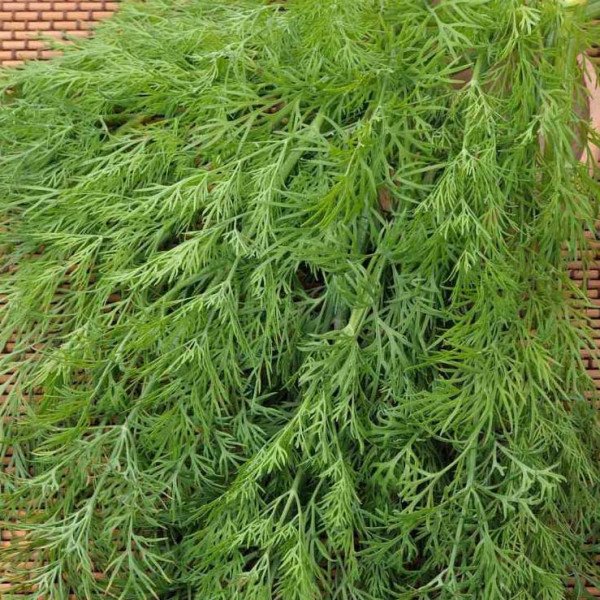 Семена укропа Мораван (Татран) /100 г/ *Moravoseed*