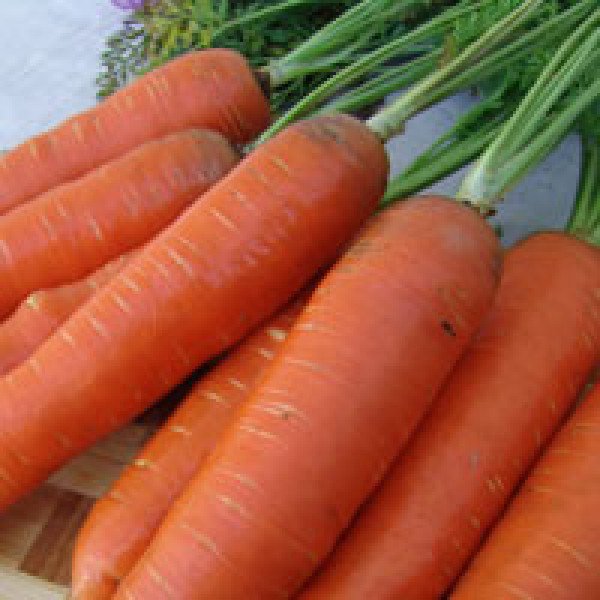 Семена моркови Анета F1 /50.000 семян/ *Moravoseed*