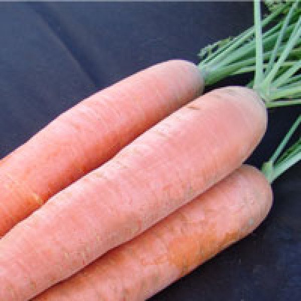 Семена моркови Афалон F1 /50.000 семян/ *Moravoseed*