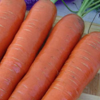 Морковь Кортина F1 /50.000 семян/ *Moravoseed*