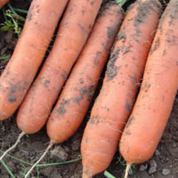 Насіння моркви Маріон F1 /50.000 насінин/ *Moravoseed*