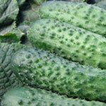 Огірок Аліце F1 /50 г/ *Moravoseed*