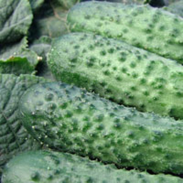 Насіння огірка Аліце F1 /50 г/ *Moravoseed*