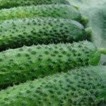 Огірок Алое F1 /50 г/ *Moravoseed*