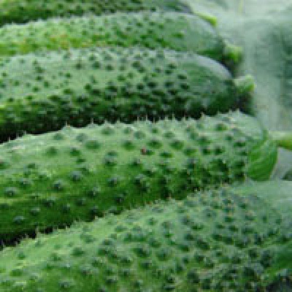 Насіння огірка Алое F1 /50 г/ *Moravoseed*