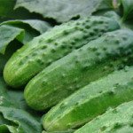 Огурец Алтай F1 /50 г/ *Moravoseed*