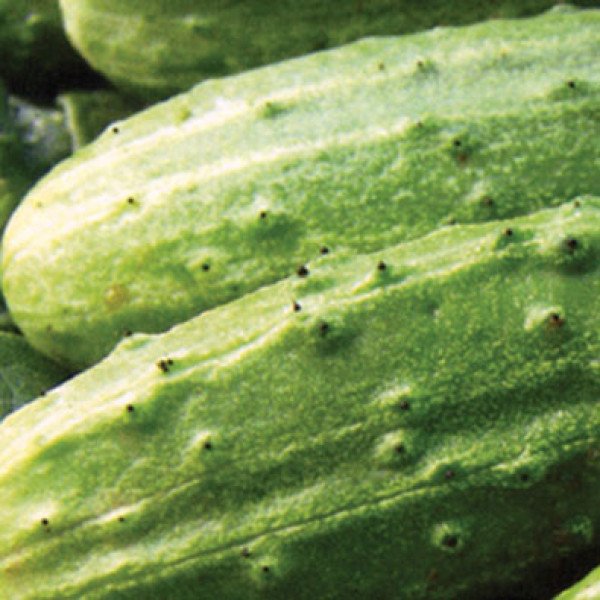 Семена огурца Далила F1 /50 г/ *Moravoseed*