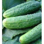 Огірок Ела (Дездемона) F1 /50 г/ *Moravoseed*