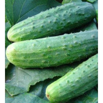 Огурец Эла (Дездемона) F1 /50 г/ *Moravoseed*