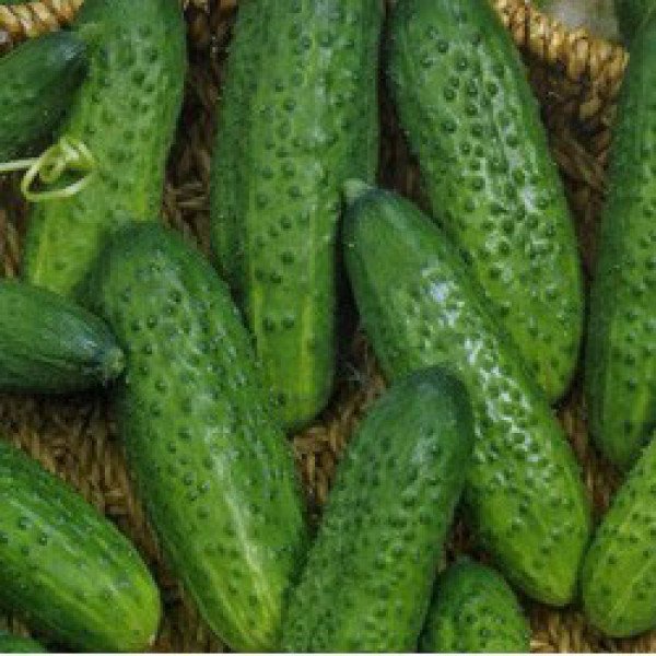 Семена огурца Мариета F1 /50 г/ *Moravoseed*