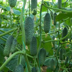 Огірок Алгамбра F1 /1.000 насінин/ *Moravoseed*