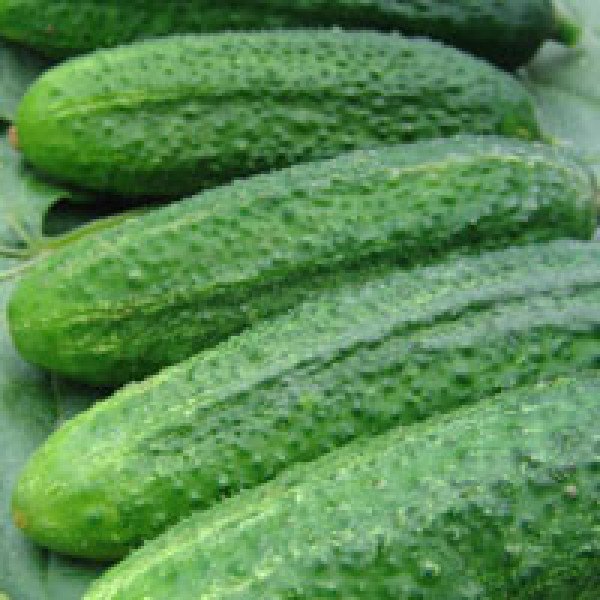 Семена огурца Аскольд F1 /1.000 семян/ *Moravoseed*