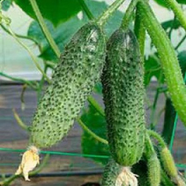 Семена огурца Зузана F1 /1.000 семян/ *Moravoseed*