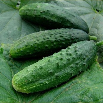 Огурец Орфеус (Патриот) F1 /1.000 семян/ *Moravoseed*