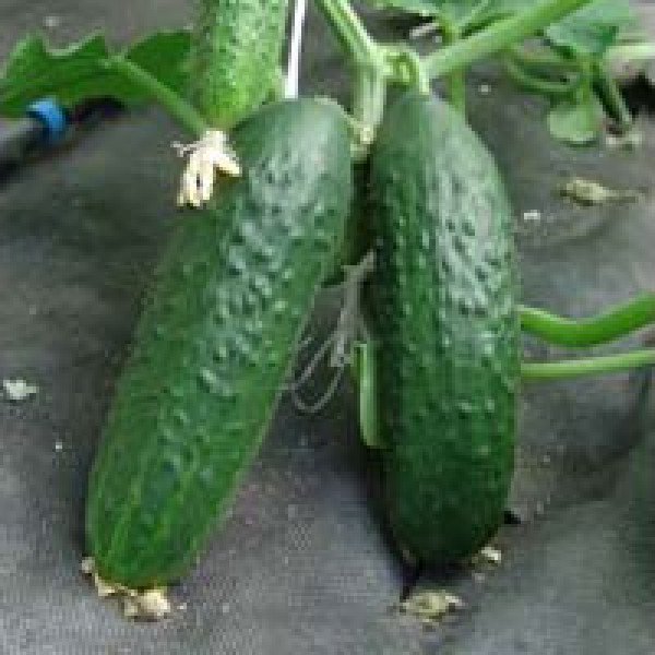 Насіння огірка Толстой F1 /500 насінин/ *Moravoseed*