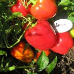 Перець солодкий Раен (Александр) /50 г/ *Moravoseed*