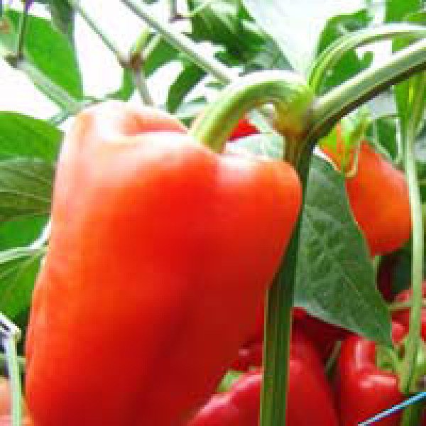 Насіння перцю солодкого Андреа /50 г/ *Moravoseed*