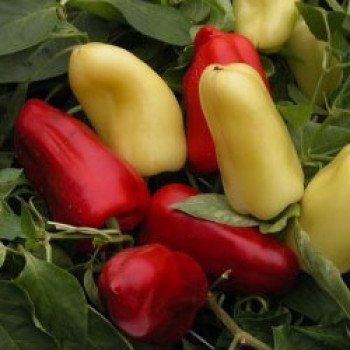 Перец сладкий Бонета /50 г/ *Moravoseed*