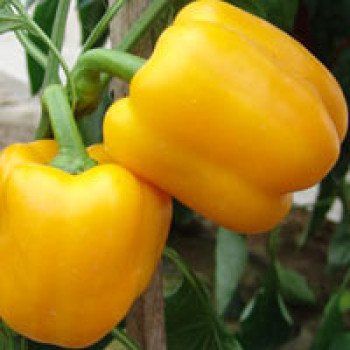 Перец сладкий Гарнет F1 /500 семян/ *Moravoseed*