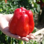 Перець солодкий Гранова /50 г/ *Moravoseed*