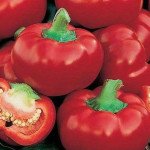 Перець солодкий Думас /50 г/ *Moravoseed*