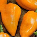 Перець солодкий Злата /50 г/ *Moravoseed*