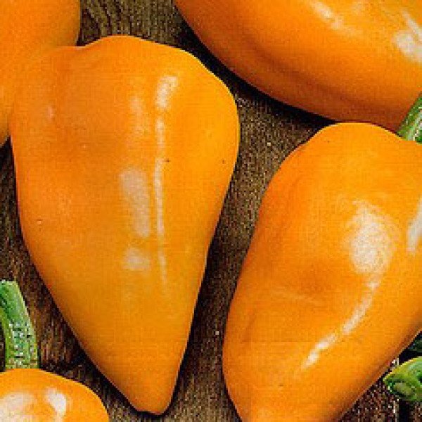 Насіння перцю солодкого Злата /50 г/ *Moravoseed*