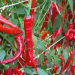 Перец горький Кози Рог /50 г/ *Moravoseed*