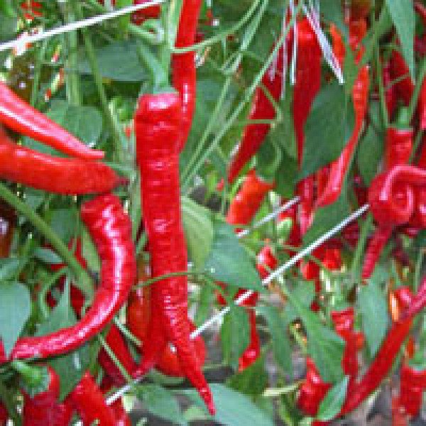 Семена перца горького Кози Рог /50 г/ *Moravoseed*