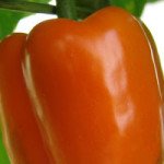 Перец сладкий Кубиста F1 /500 семян/ *Moravoseed*
