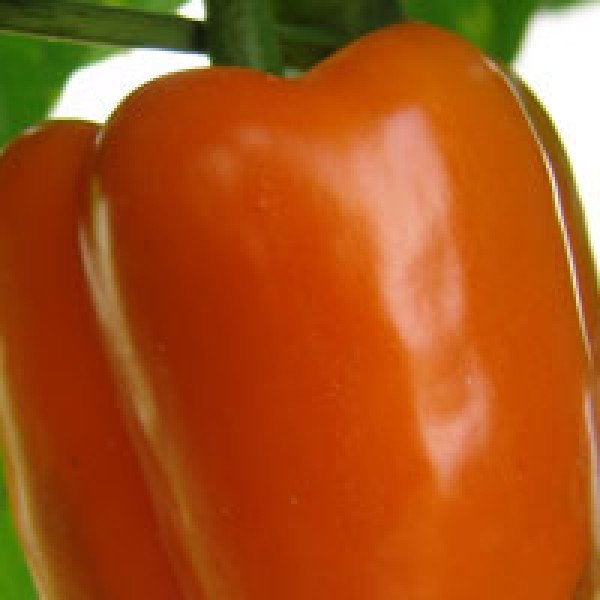 Насіння перцю солодкого Кубіста F1 /500 насінин/ *Moravoseed*