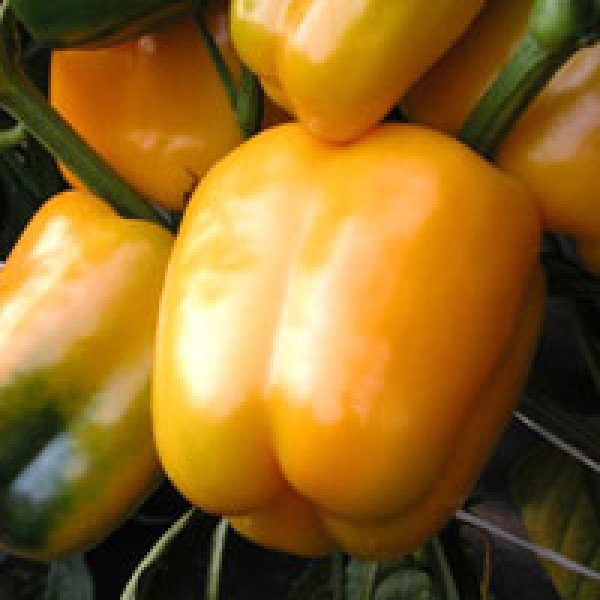 Насіння перцю солодкого Містері /50 г/ *Moravoseed*