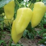 Перец сладкий Парадиз F1 /500 семян/ *Moravoseed*