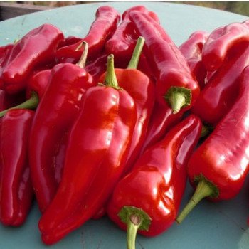 Перец сладкий Рубинова /50 г/ *Moravoseed*