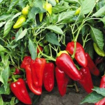 Перец сладкий Сакура /50 г/ *Moravoseed*