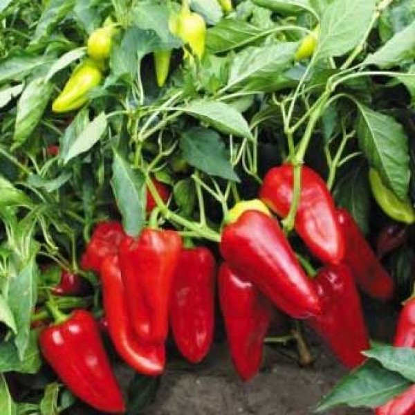 Насіння перцю солодкого Сакура /50 г/ *Moravoseed*