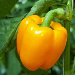 Перець солодкий Тесла F1 /500 насінин/ *Moravoseed*