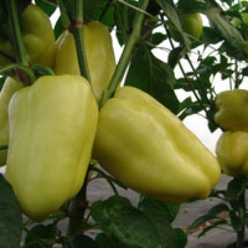 Перец сладкий Цитрина /50 г/ *Moravoseed*