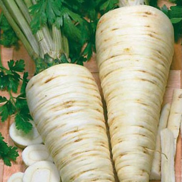 Семена петрушки корневой Алба /100 г/ *Moravoseed*