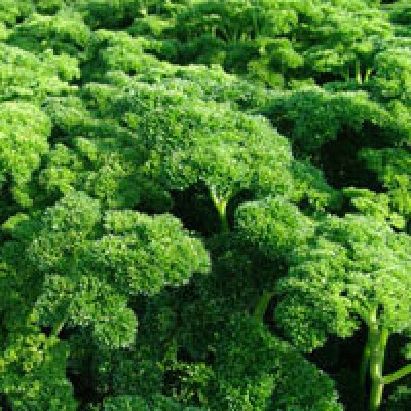 Семена петрушки кудрявой Астра /100 г/ *Moravoseed*