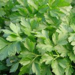 Петрушка листовая Фест (Росава) /100 г/ *Moravoseed*