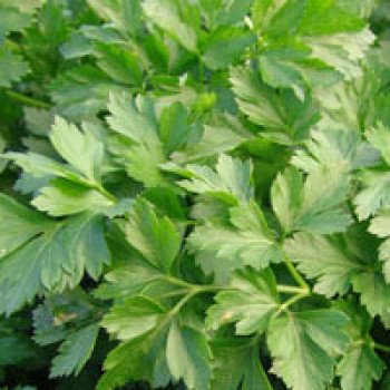 Петрушка листовая Фест (Росава) /100 г/ *Moravoseed*