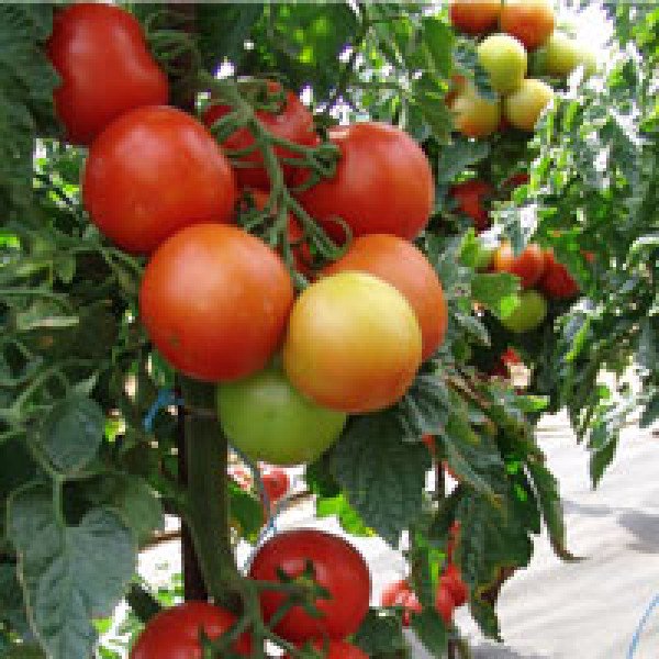 Семена томата Атерон F1 /500 семян/ *Moravoseed*