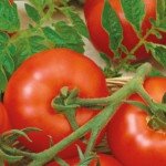 Томат Гарді F1 /500 насінин/ *Moravoseed*