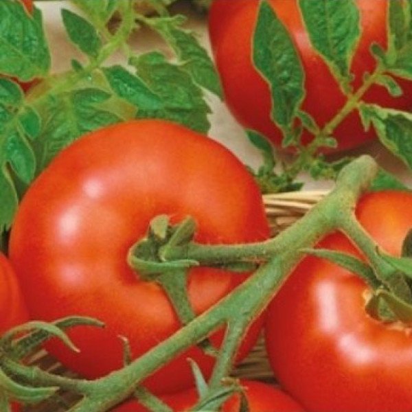 Насіння томату Гарді F1 /500 насінин/ *Moravoseed*